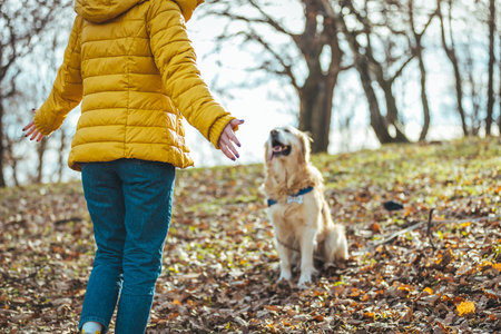 A woman in a yellow jacket walks with a golden retriever in the park.の写真素材