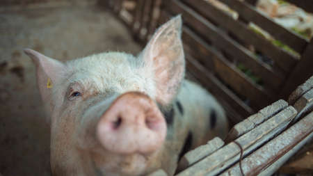 Portrait of a cute pig in the pigsty. Piglet in the farm.の写真素材