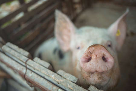 Portrait of a cute pig in a pigsty on a farmの写真素材