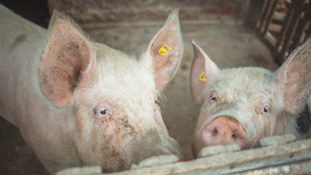 Piglets in the farm. The concept of agriculture and farming.