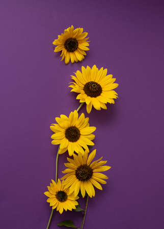 Pattern of sunflower flowers. Creative beautiful idea with yellow flowers.の写真素材