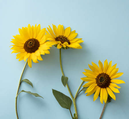 Yellow sunflower on a light blue background. Beautiful flowers. Creative idea.の写真素材