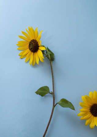 Yellow sunflower flowers on a blue background. Beautiful flowers. Creative idea.の写真素材