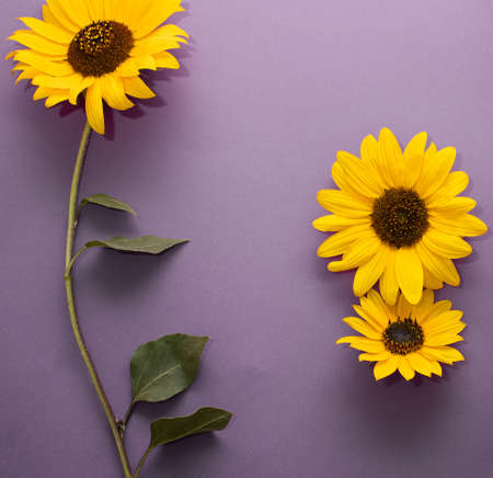 Sunflower flower on a purple background. Creative beautiful idea with yellow flowers.の写真素材