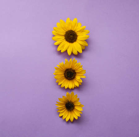 Sunflower flower on a purple background. Creative beautiful idea with yellow flowers.の写真素材
