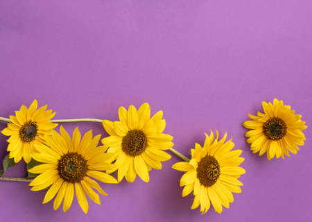 Yellow sunflower flowers on a purple background. Creative beautiful idea with beautiful flowers.の写真素材