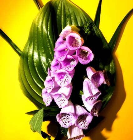 Green leaves with decorative pink flowers on a yellow background.の写真素材