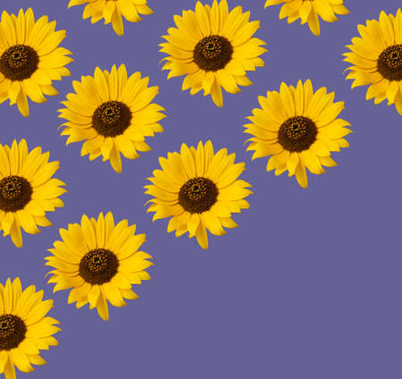 Pattern of sunflower flowers. Creative beautiful idea with yellow flowers.の写真素材