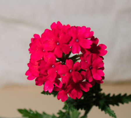 Beautiful verbena flower in bright pink color. Minimal composition.の写真素材