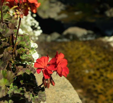 The red flowers of the gerarium adorn the mountain stream. On a sunny day.の写真素材