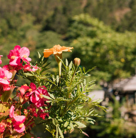 Orange velvet and red begonia in the background of the forest.の写真素材