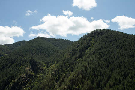 Sunny day on the mountain with a beautiful pine forest. Blue sky with white clouds.の写真素材