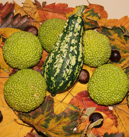 Green squash on a yellow, orange, red leaf with chestnuts. Creative idea of ââautumn.の写真素材