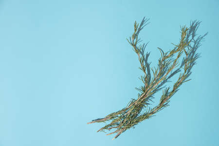 Left side copy space. Rosemary leaves on branches on light sky  blue background. Flat lay minimal nature spice food concept.の写真素材