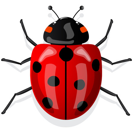 Red and black ladybug isolated on white backgroundのイラスト素材