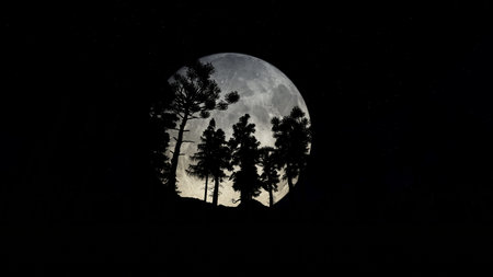 Forest at Night with Big Full Moonの写真素材
