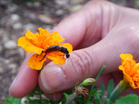 Hand holding an orange color flower, with earwig on itの写真素材