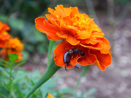Earwig hiding in a flowerの写真素材