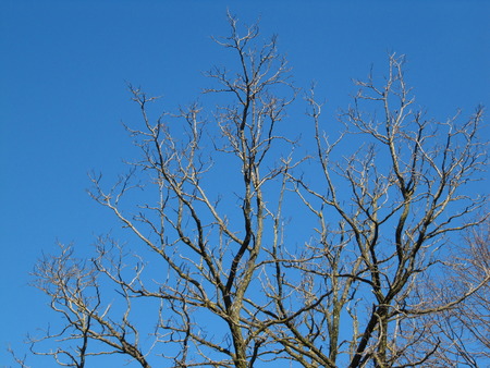 Tree without leafs.の写真素材