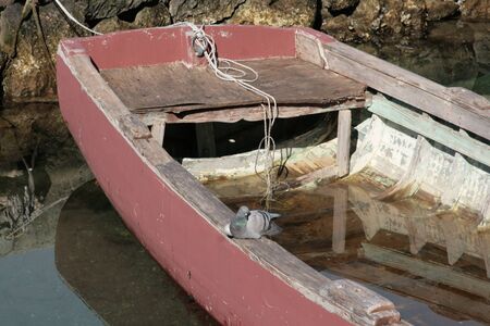 Pigeon sunbathing on an old wooden fishing boat.の写真素材
