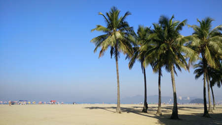 Palms and sandy beachの写真素材