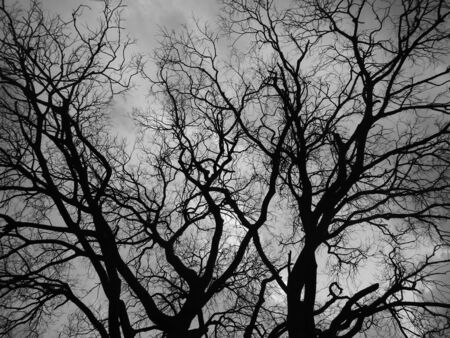 Tree fractals, bw photoの写真素材