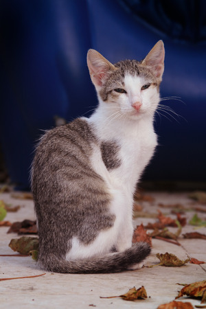 Little kitty on the blue backgroundの写真素材