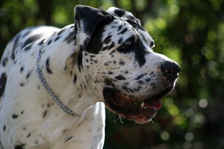 Harlequin Great Dane, close-upの写真素材