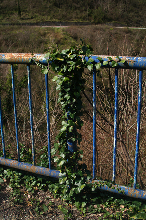 Ivy growing on a road railingの写真素材