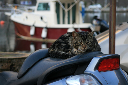 Cat sleeping on motorbike seat. Fishing boat in the background.の写真素材