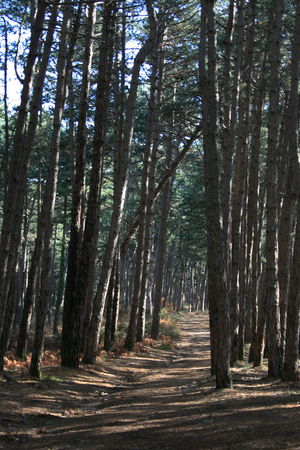 Tall pine trees and path through the forest. Picture taken on winter day.の写真素材