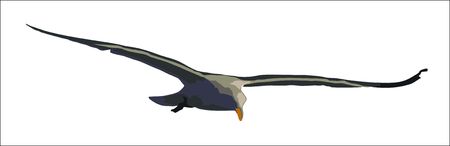 Seagull flying isolated vector illustrationのイラスト素材