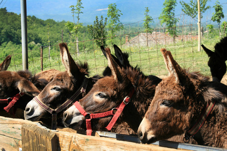Donkeys waiting for food, trees and blue sky in the backgroundの写真素材