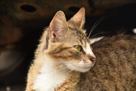 cat looking to the side.の写真素材