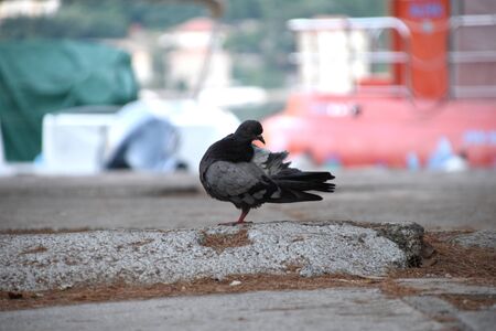 Beautiful pigeon in the park with colorful background.の写真素材