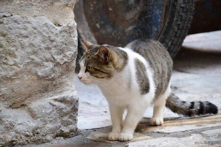 Beautiful cat watching to the side. Details from the street of old city of Kotor, Montenegro. Concept for funny postcardの写真素材
