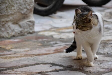 Beautiful cat watching to the side. Details from the street of old city of Kotor, Montenegro. Concept for funny postcardの写真素材