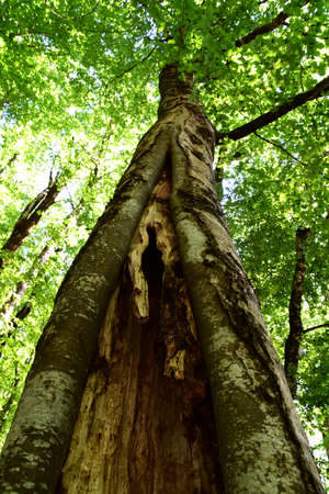 High old tree and a big hole in which can fit a small child. Photo taken in National Park Biogradska Gora, Montenegro.の写真素材