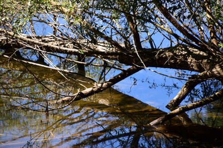 Old tree fallen in the water, reflection in the water, blue sky above.の写真素材