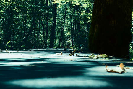 Wooden road through the forest. Photo taken in National Park Biogradska Gora, Montenegro.の写真素材