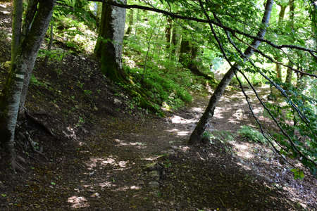 A path through the forest. Photo taken in National Path Biogradska Gora, Montenegro.の写真素材