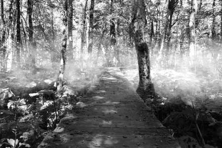 Spooky path through the forest. Photo taken in National Park Biogradska Gora, Montenegro.の写真素材