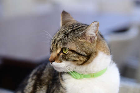 Cat with green collar.の写真素材
