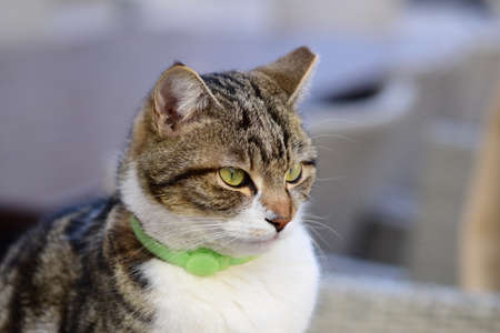 Cat with green collar.の写真素材