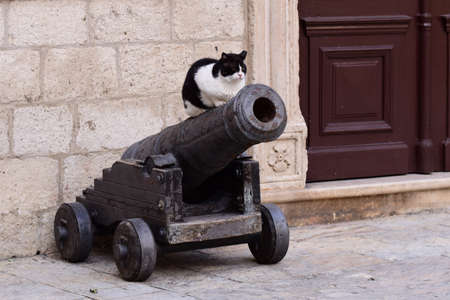 Cat on a cannon.の写真素材