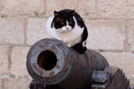 Cat on a cannon.の写真素材
