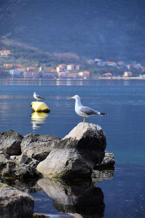 Seagull resting on the rock. Another seagull in the background on a buoy. Calm water. Photo taken in the Bay of Boka Kotorska, Montenegro.の写真素材