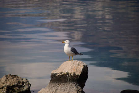 Seagull resting on the rock. Calm water. Photo taken in the Bay of Boka Kotorska, Montenegro.の写真素材