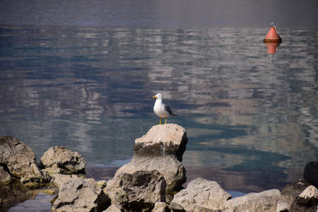 Seagull resting on the rock. Calm water. Photo taken in the Bay of Boka Kotorska, Montenegro.の写真素材