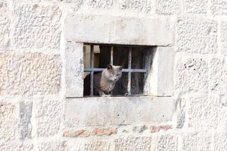 Cat coming out of the prison.の写真素材